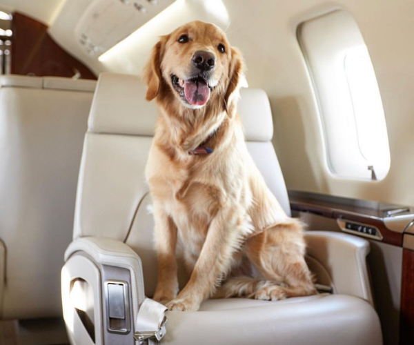 Viaggi in jet privato per animali domestici