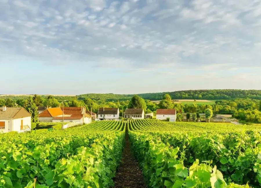 Champagne region